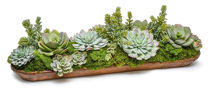 succulents in tray WOOD TRAY WITH SUCCULENTS – Parada Modern