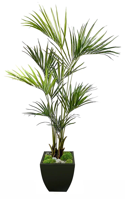 7' Kentia Palm in Zinc