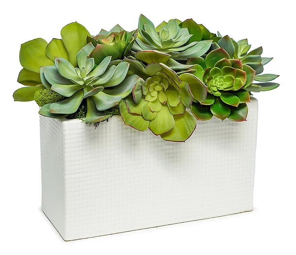 SUCCULENTS IN MODERN CERAMIC RECTANGLE