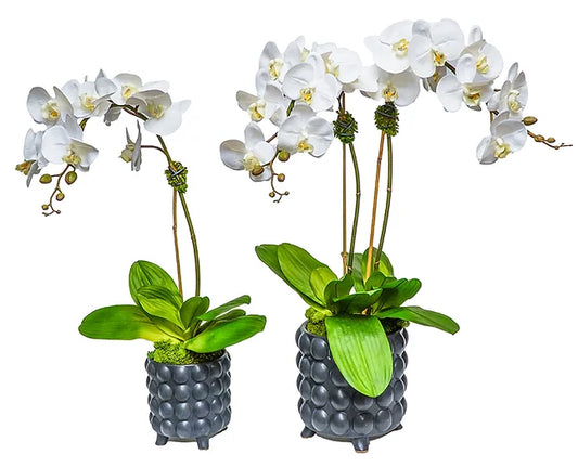 SET OF 2 BUBBLE POTS WITH ORCHIDS