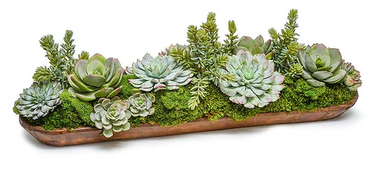 WOOD TRAY WITH SUCCULENTS