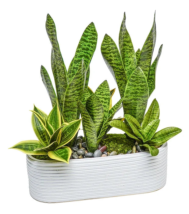 WHITE OVAL PLANTER WITH SANSEVIERIAS